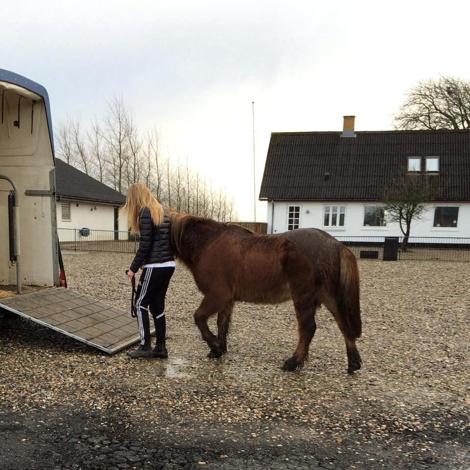 Anden særlig race Jupitor * Himmelhest * - 20/12 2014 - Glemmer aldrig alle de minder. Miss you baby billede 2