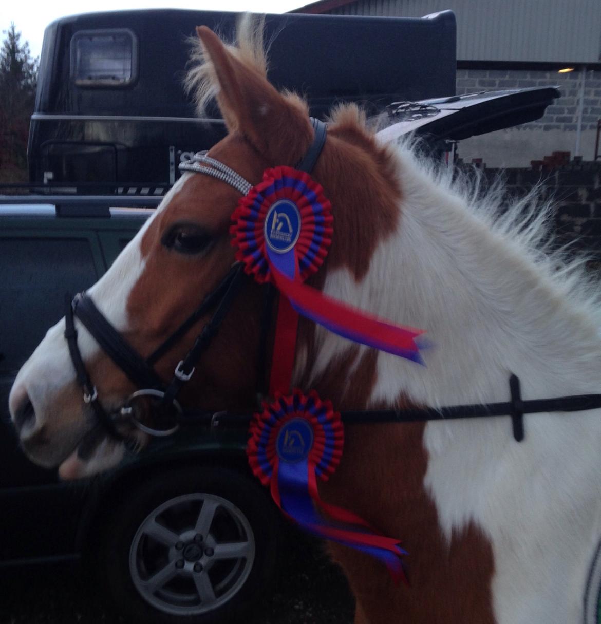 Anden særlig race Mille billede 31