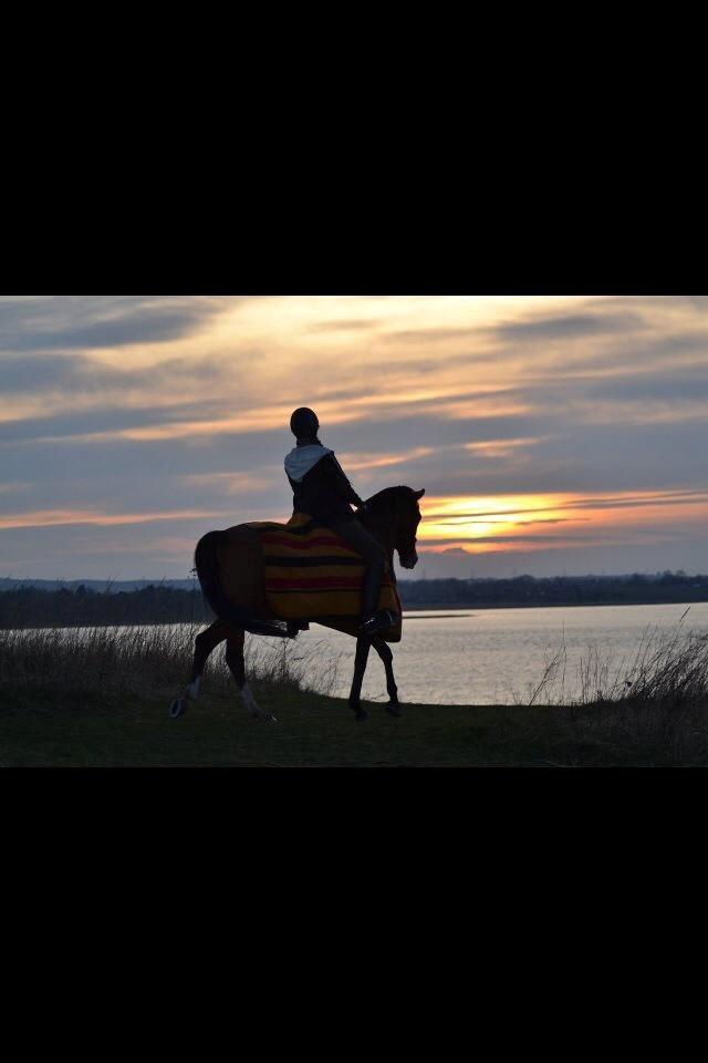 Hollandsk Sportspony Bijsterhof's Beauty billede 9