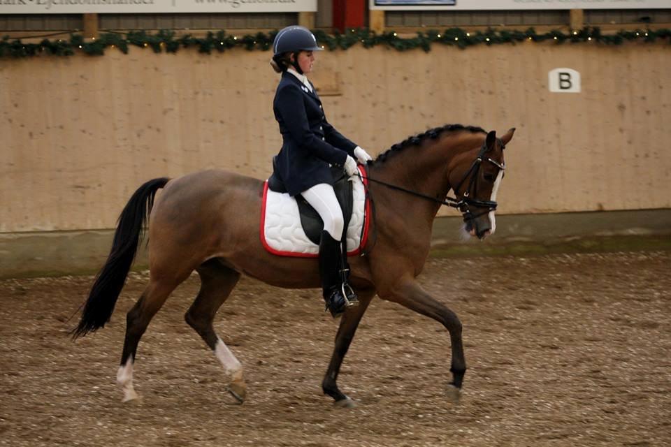 Hollandsk Sportspony Bijsterhof's Beauty billede 6