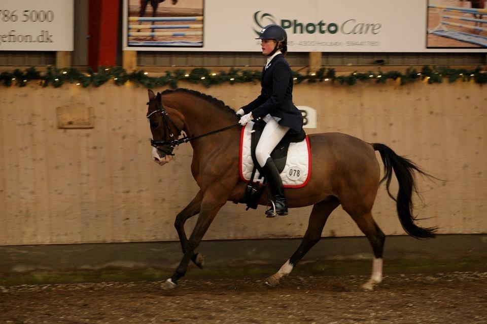 Hollandsk Sportspony Bijsterhof's Beauty billede 13