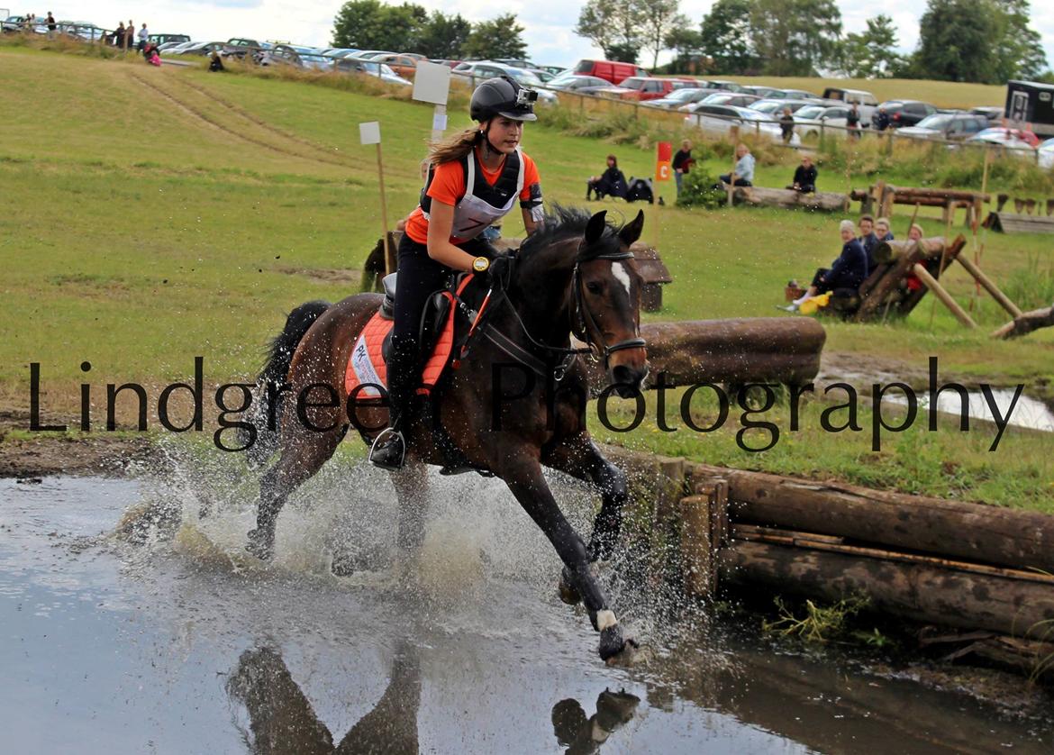 Dansk Varmblod The Fifth Bally * B-HEST * - Fifth i CNC100, Skårup 2014 billede 4