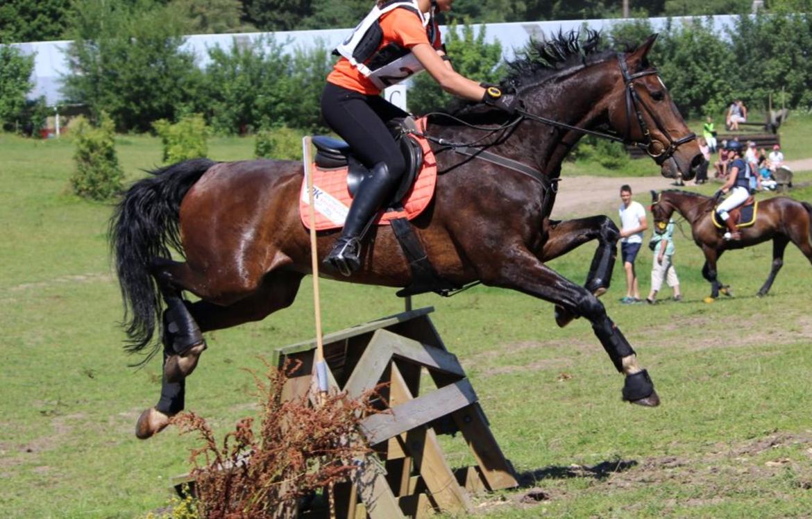 Dansk Varmblod The Fifth Bally * B-HEST * billede 6