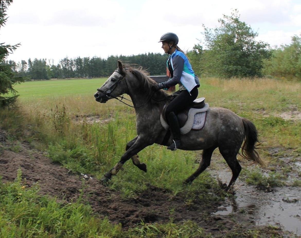 Anden særlig race Jens billede 12