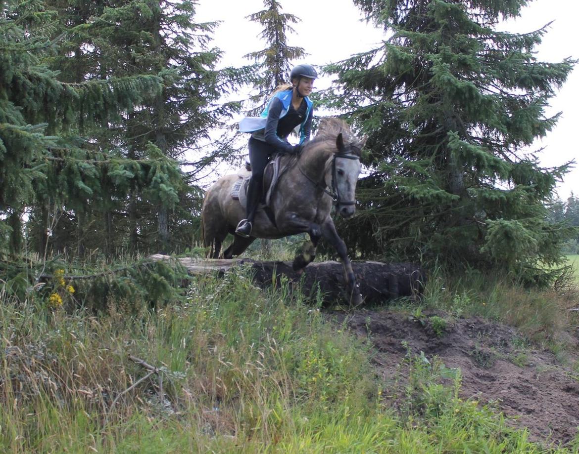 Anden særlig race Jens - Spring ned mod vand billede 13