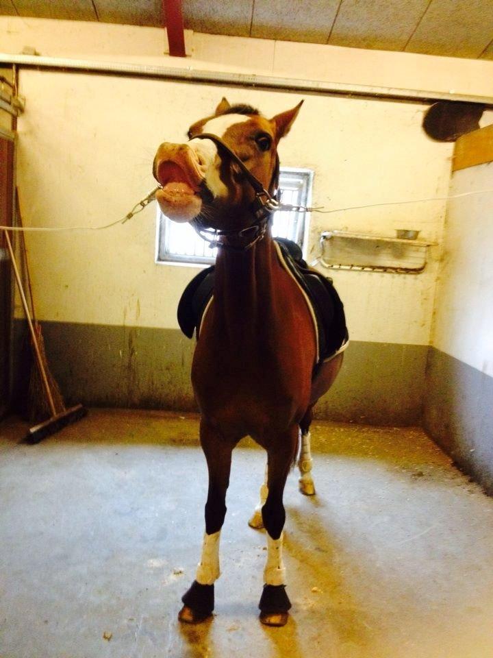 Hollandsk Sportspony Bijsterhof's Beauty billede 16