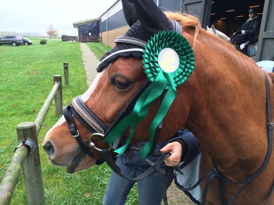 Welsh Pony (sec B) Carwood seraph billede 2