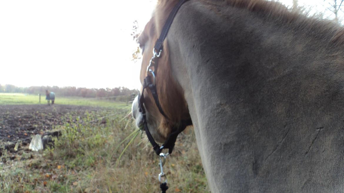 Anden særlig race Min part Pakko(-: billede 6