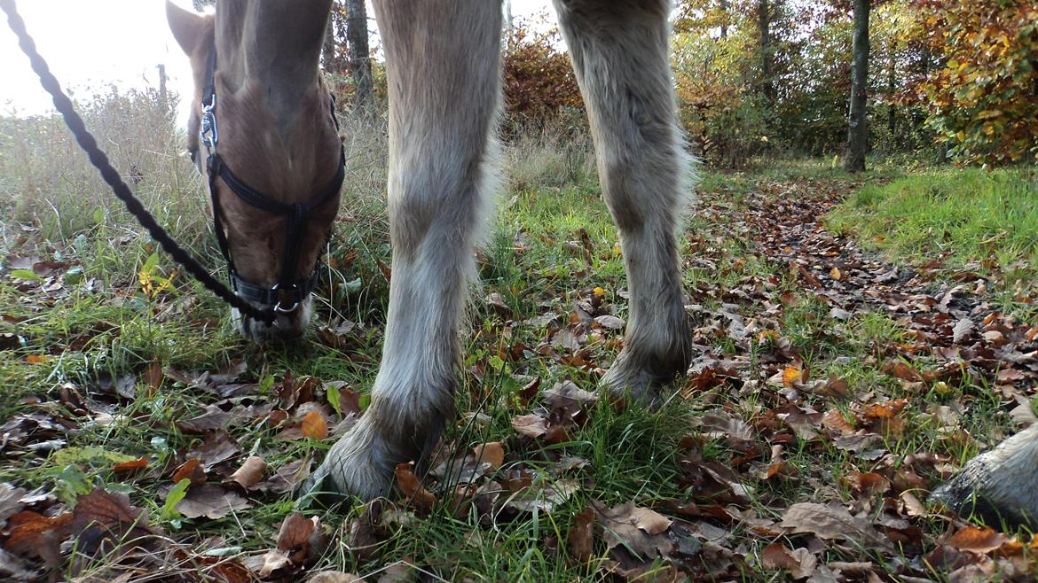 Anden særlig race Min part Pakko(-: billede 7
