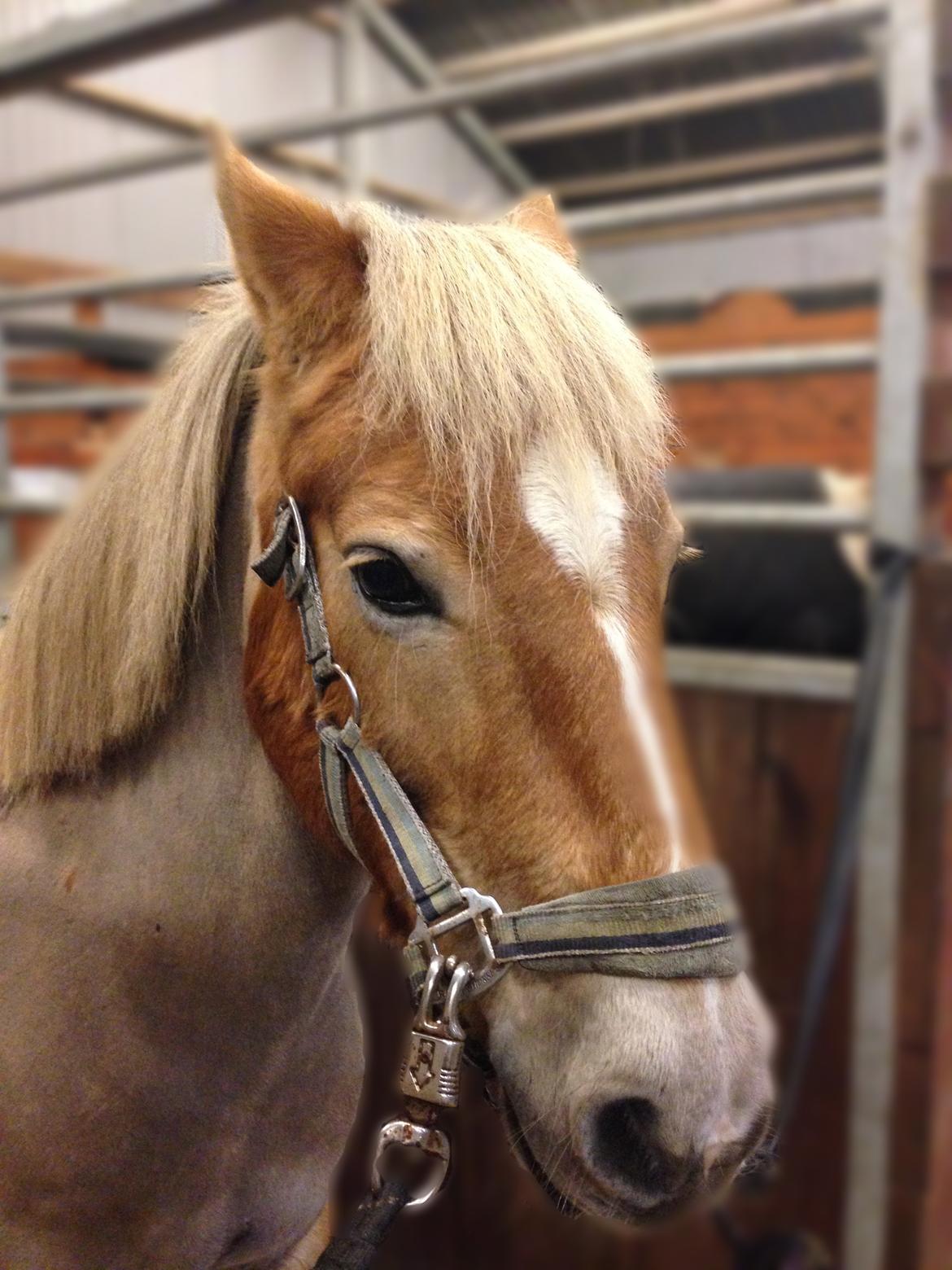 Anden særlig race Min part Pakko(-: - Igang med at sadle af(-; billede 5