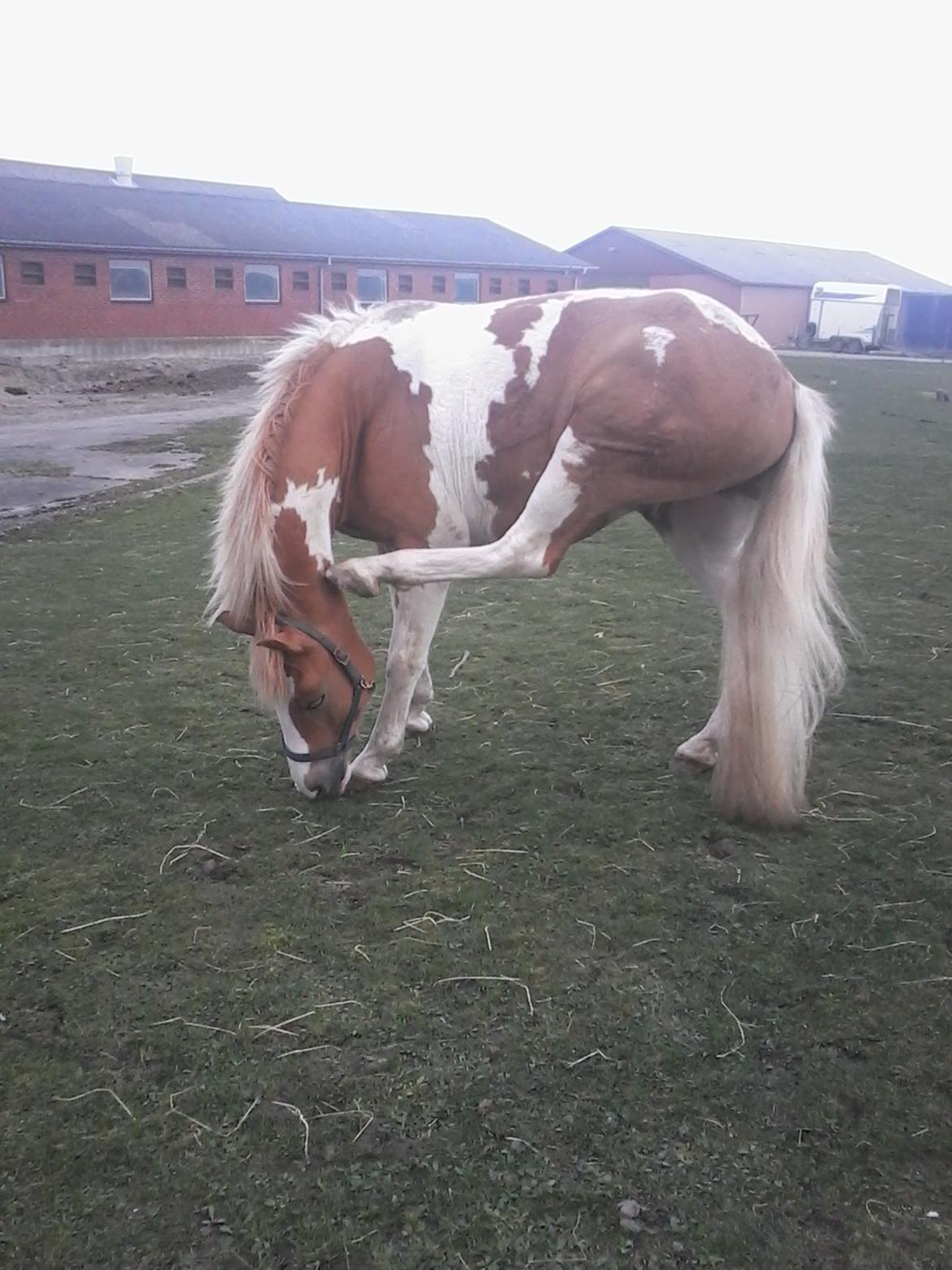 Anden særlig race Timon billede 3