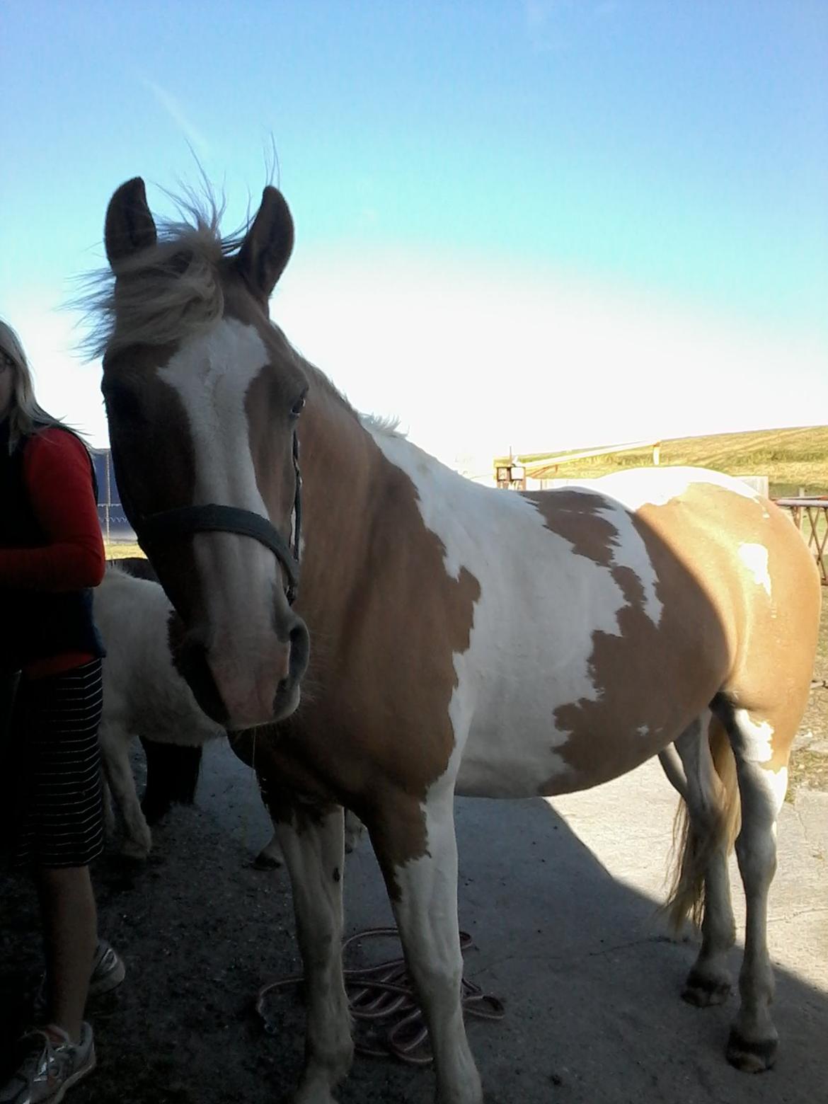 Anden særlig race Timon billede 4