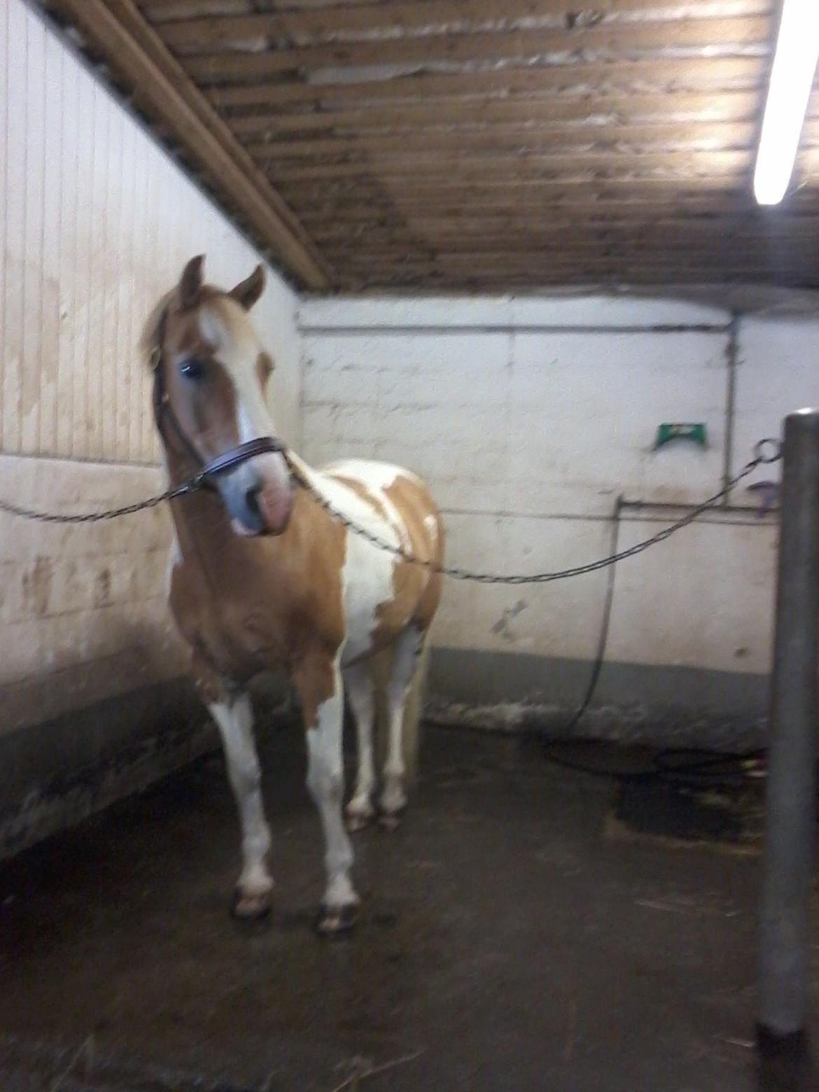 Anden særlig race Timon billede 5