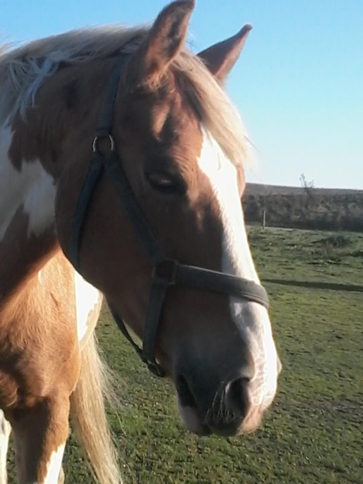 Anden særlig race Timon billede 8