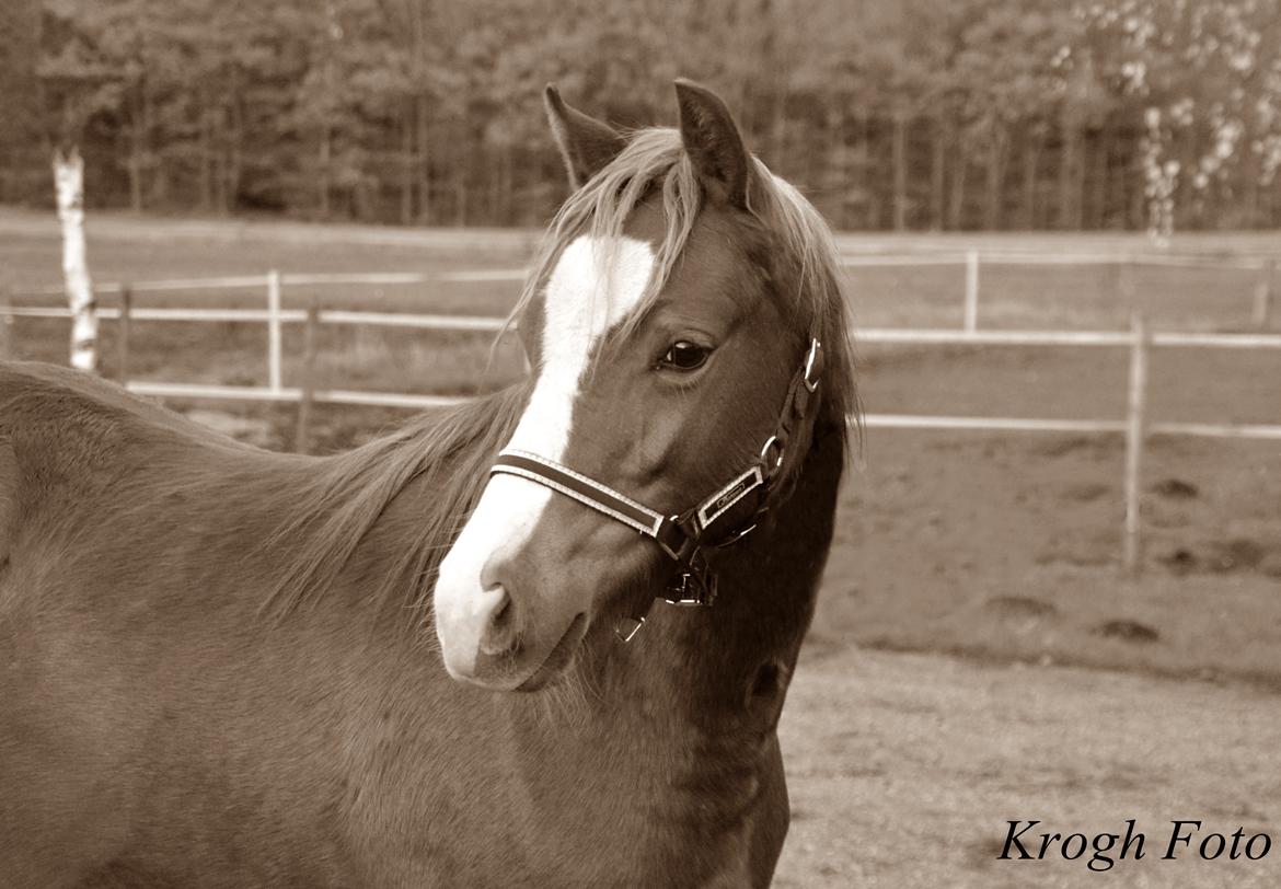 Welsh Pony (sec B) Bjerregårds Matiné billede 1