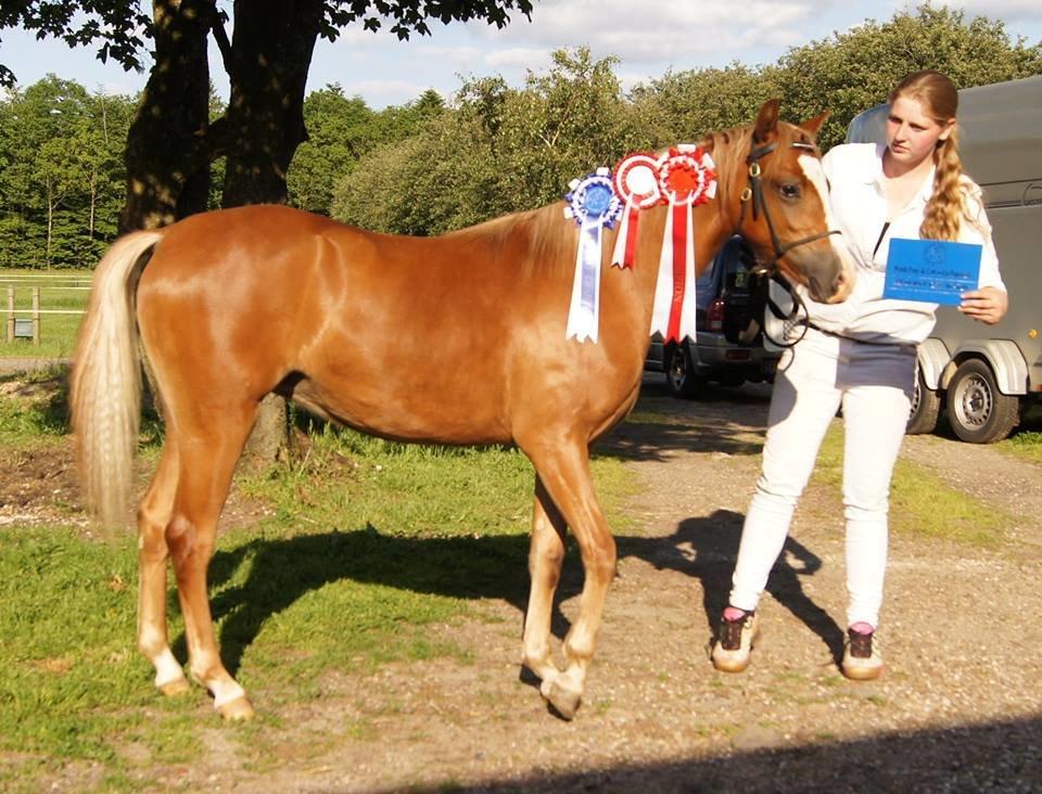 Welsh Pony (sec B) Bjerregårds Matiné - Fyns junishow 2014 billede 3