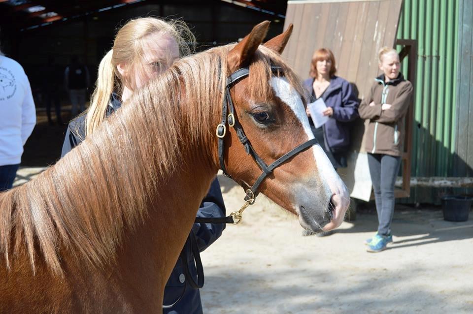 Welsh Pony (sec B) Bjerregårds Matiné - Fyns plageskue 2014 billede 4