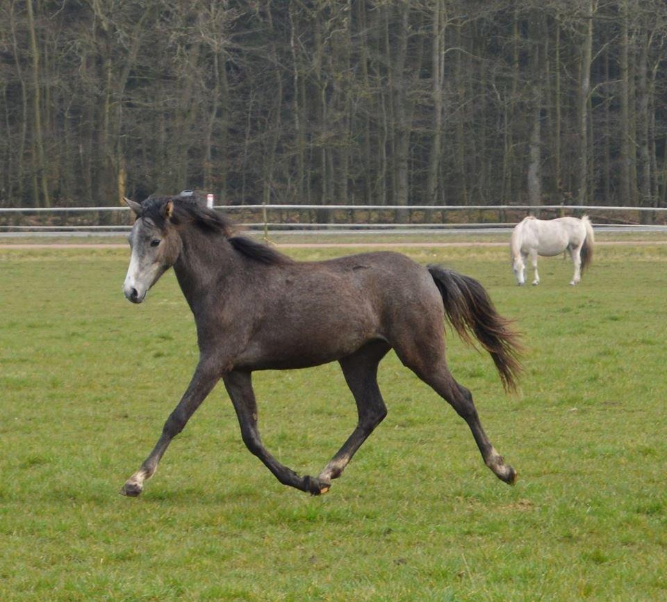 Welsh Pony (sec B) Bjerregårds Casia billede 4