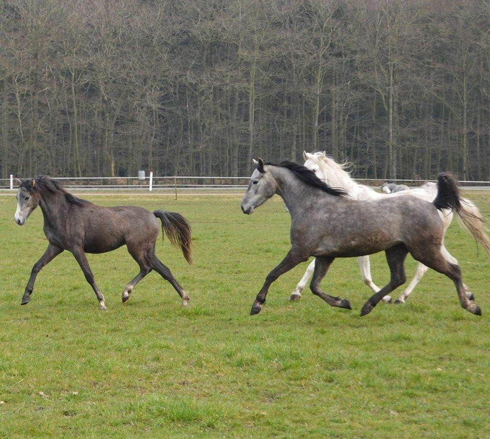 Welsh Pony (sec B) Bjerregårds Casia billede 5