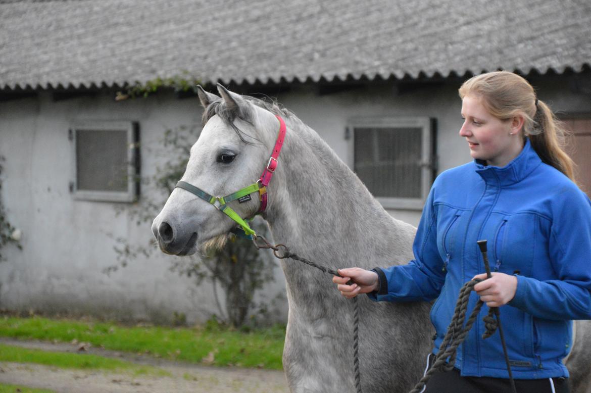 Welsh Pony (sec B) Bjerregårds May Flower billede 5
