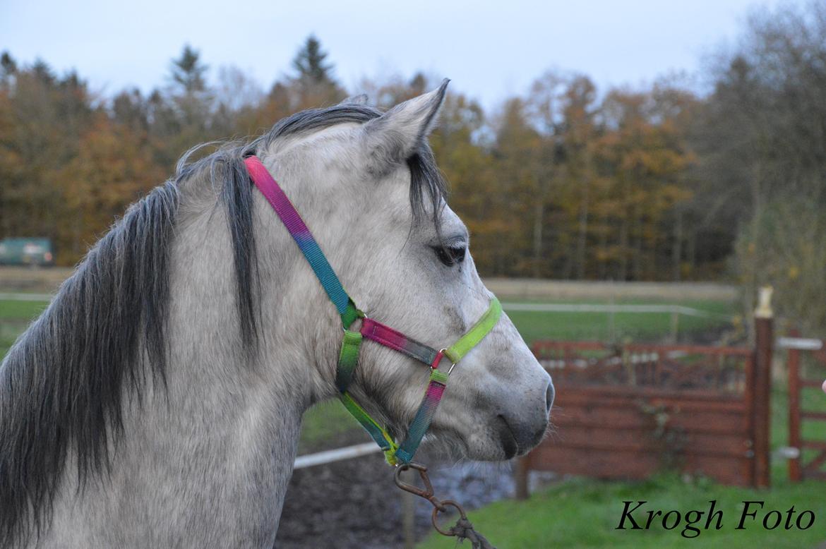 Welsh Pony (sec B) Bjerregårds May Flower billede 4