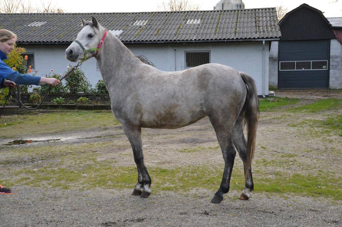 Welsh Pony (sec B) Bjerregårds May Flower billede 7