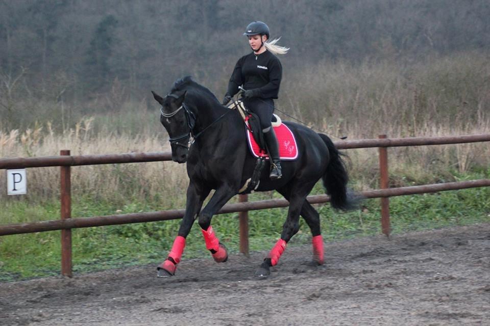 Dansk Varmblod Hefaistos - december 2014 billede 2