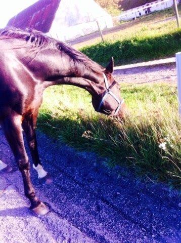 Anden særlig race Estisk Sportshest Gambia (Gamse) [himmelhest] billede 10