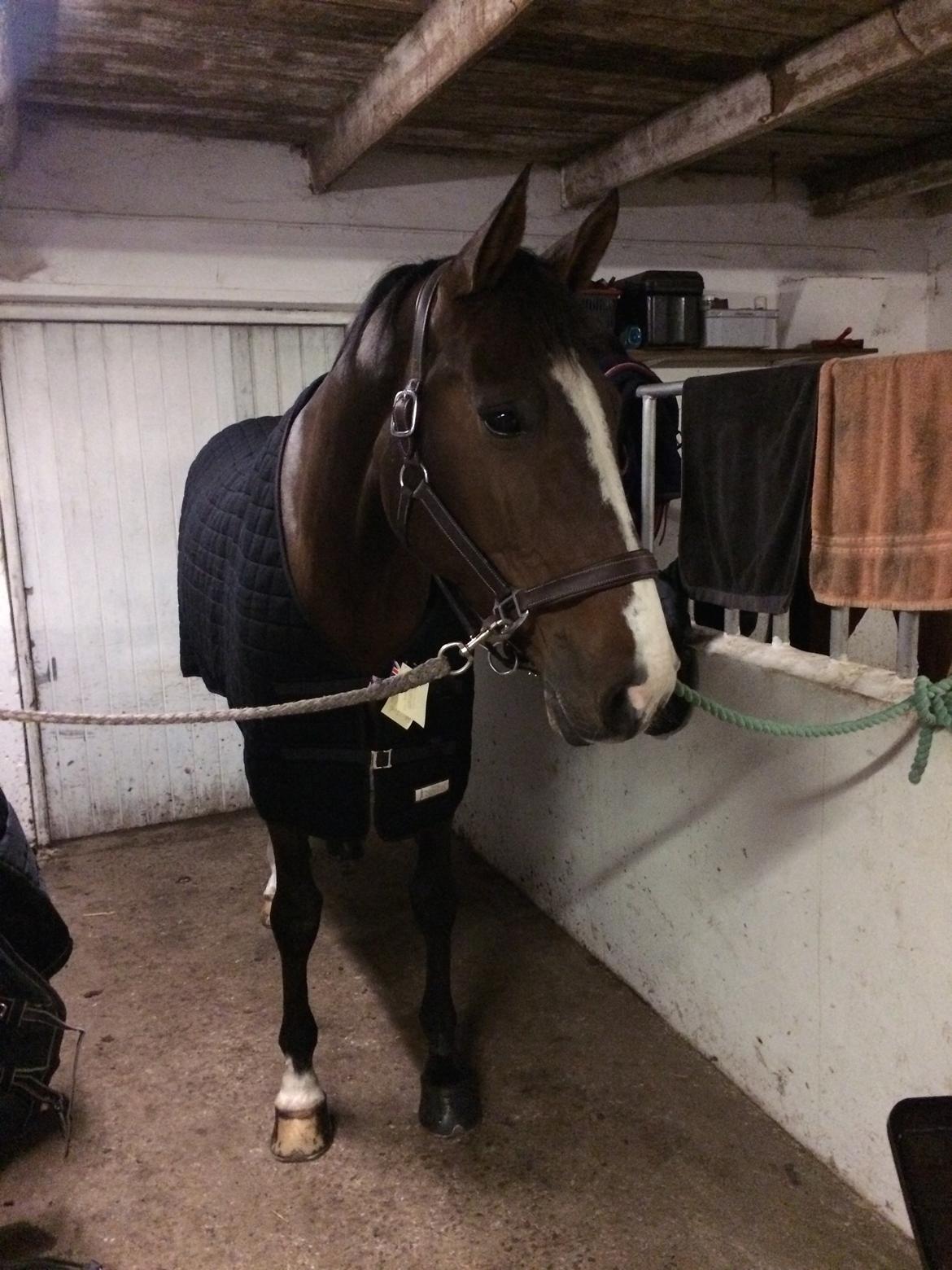 Holstener Wivara II - Lige da hun var ankommet! :D billede 2