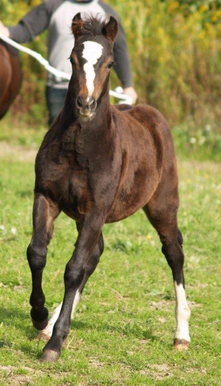 Welsh Pony af Cob-type (sec C) Thers Dark Duchess billede 13