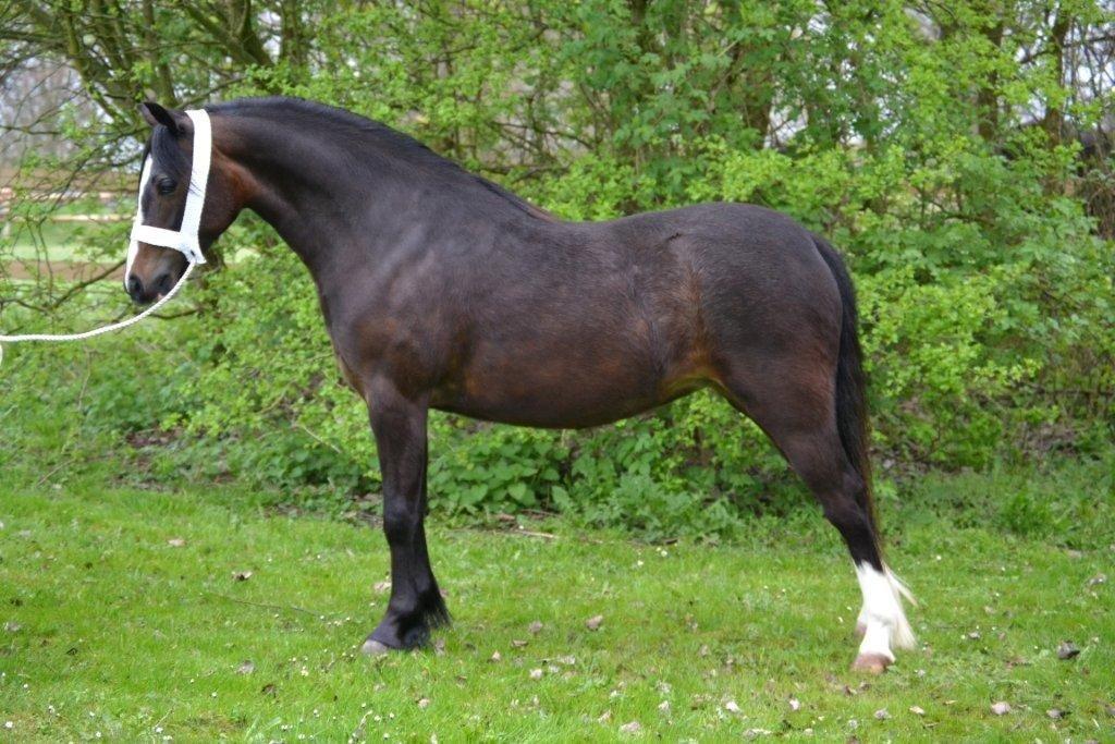 Welsh Pony af Cob-type (sec C) Thers Dark Duchess billede 14