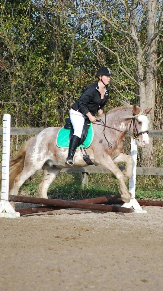 Irish Cob Frilenis Lux - Vores første stævne <3 billede 1