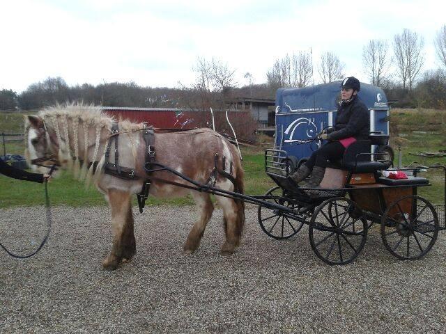 Irish Cob Frilenis Lux billede 17