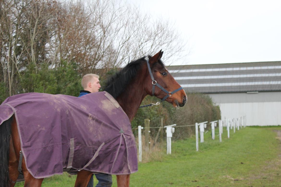 Dansk Varmblod Lillestaruphøjs cocaine billede 11