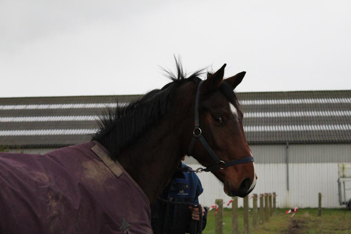 Dansk Varmblod Lillestaruphøjs cocaine billede 13