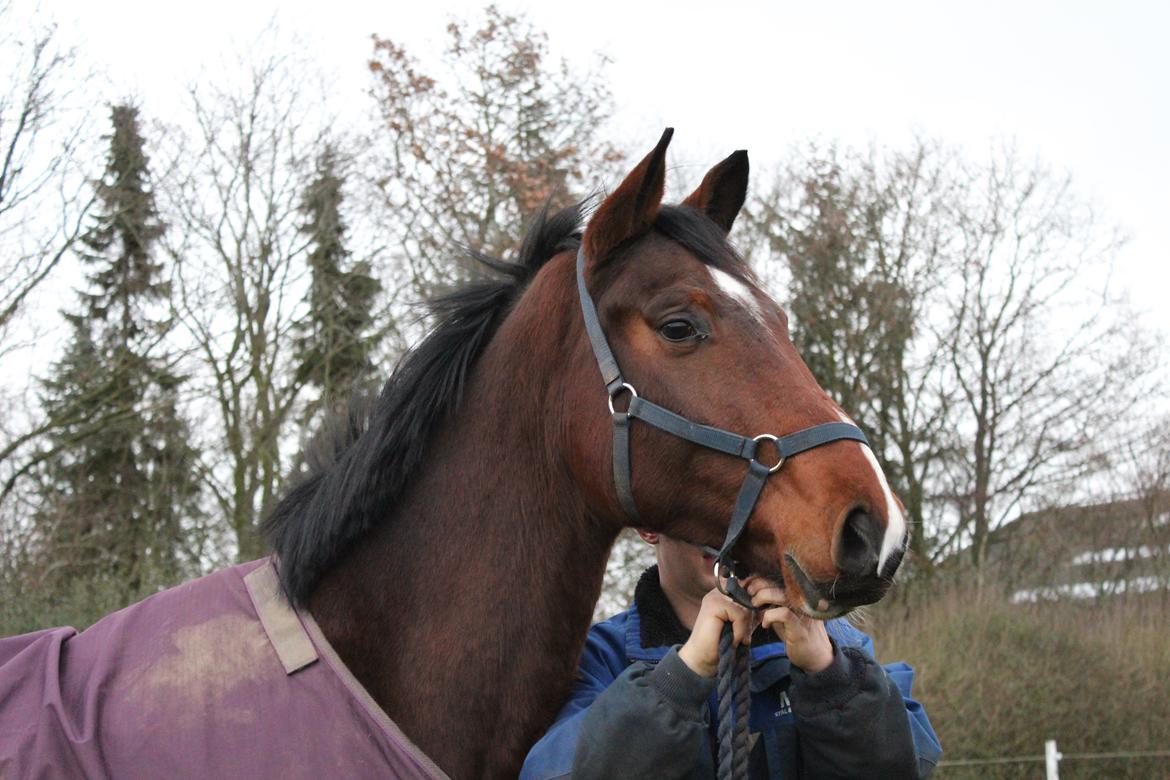 Dansk Varmblod Lillestaruphøjs cocaine billede 16