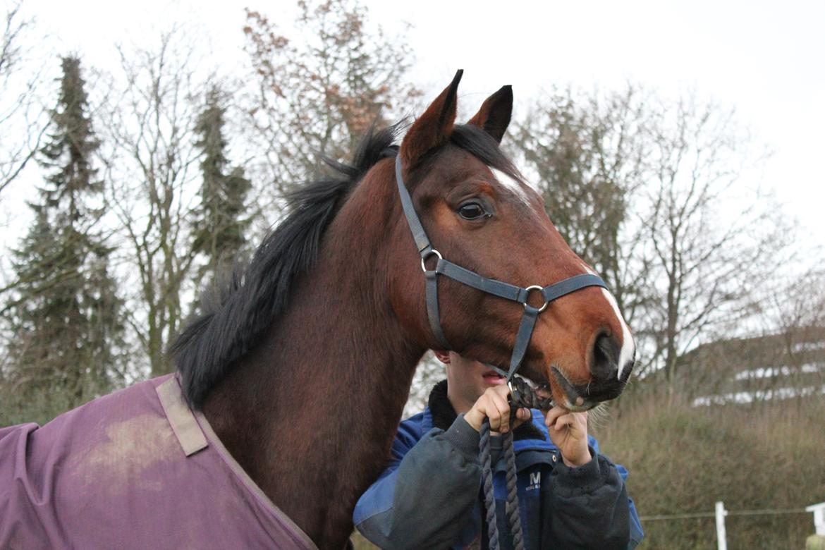 Dansk Varmblod Lillestaruphøjs cocaine billede 17