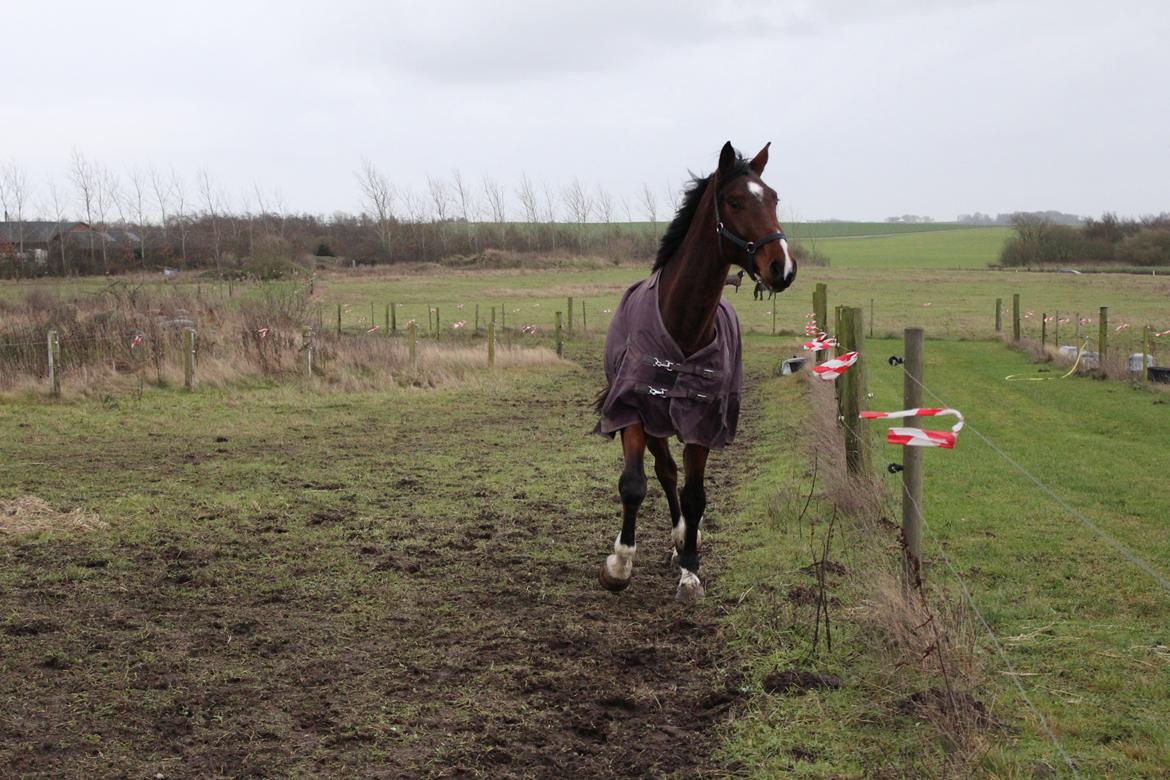 Dansk Varmblod Lillestaruphøjs cocaine billede 21