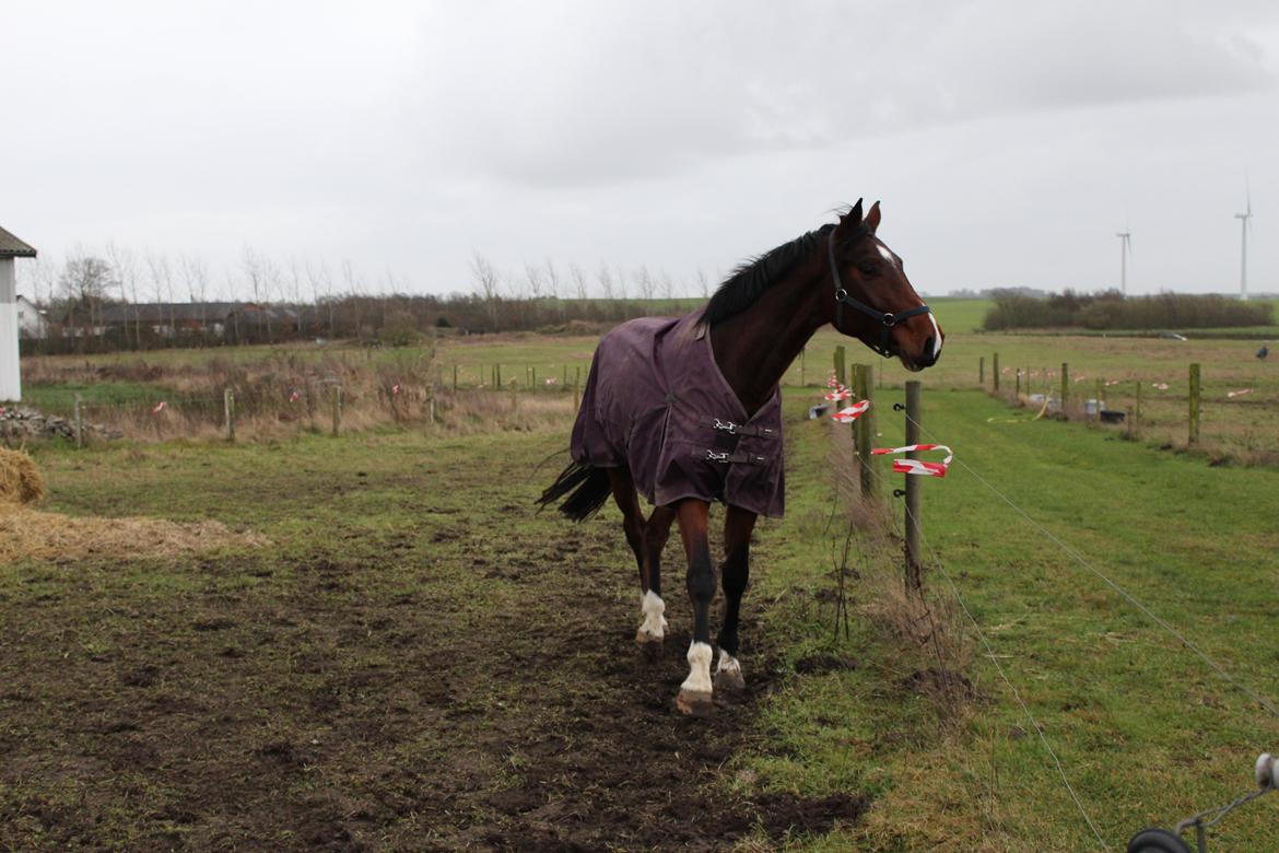 Dansk Varmblod Lillestaruphøjs cocaine billede 22