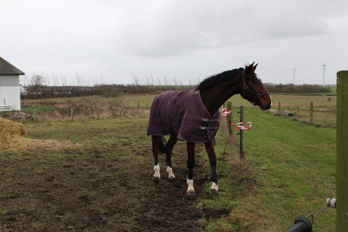 Dansk Varmblod Lillestaruphøjs cocaine billede 23