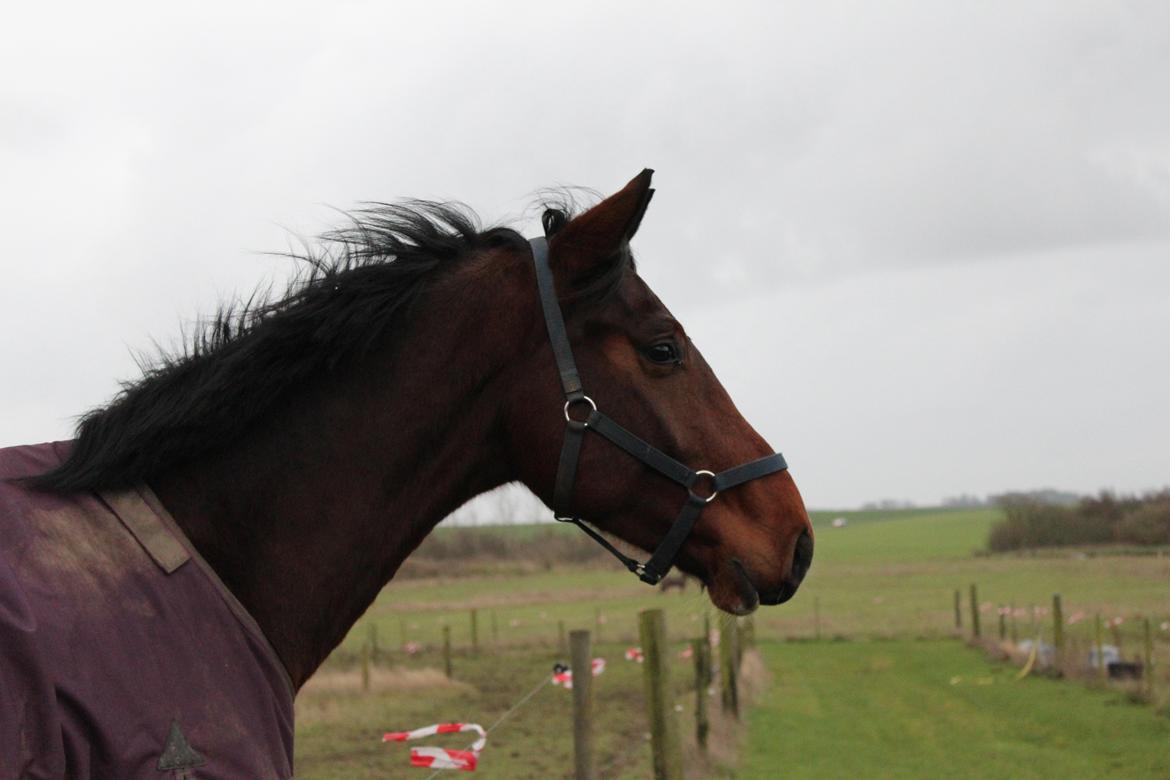 Dansk Varmblod Lillestaruphøjs cocaine billede 27