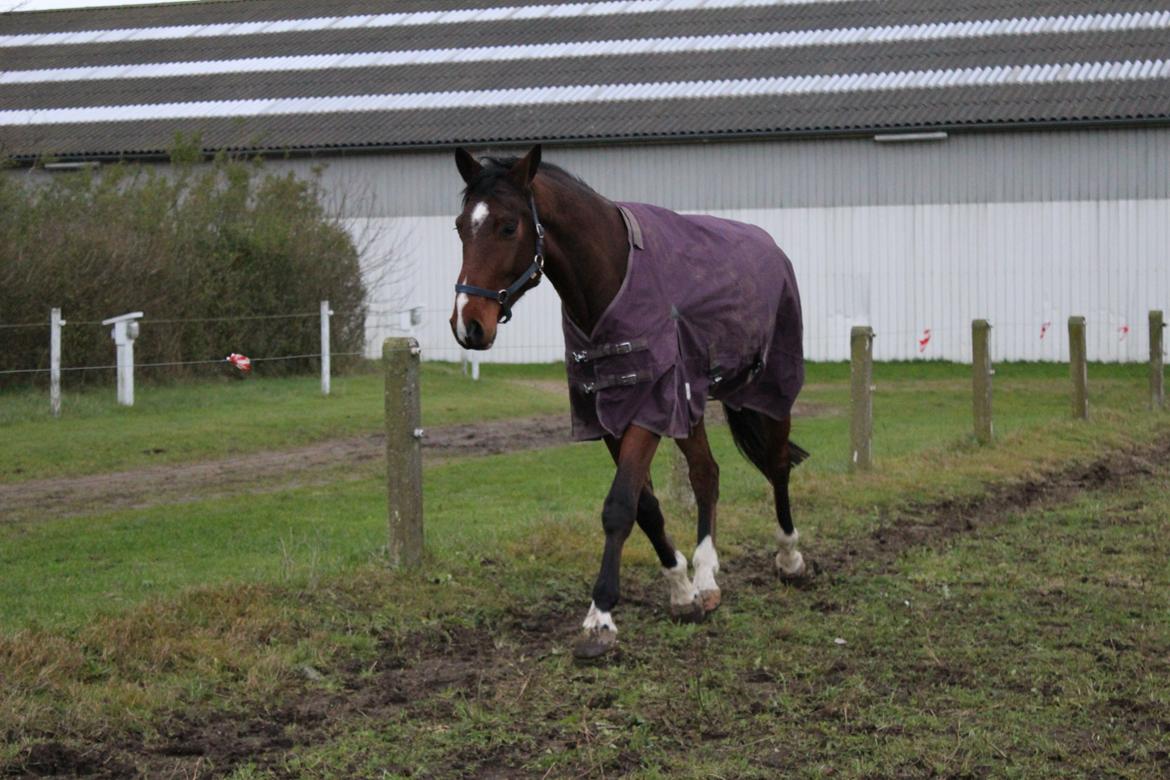 Dansk Varmblod Lillestaruphøjs cocaine billede 28