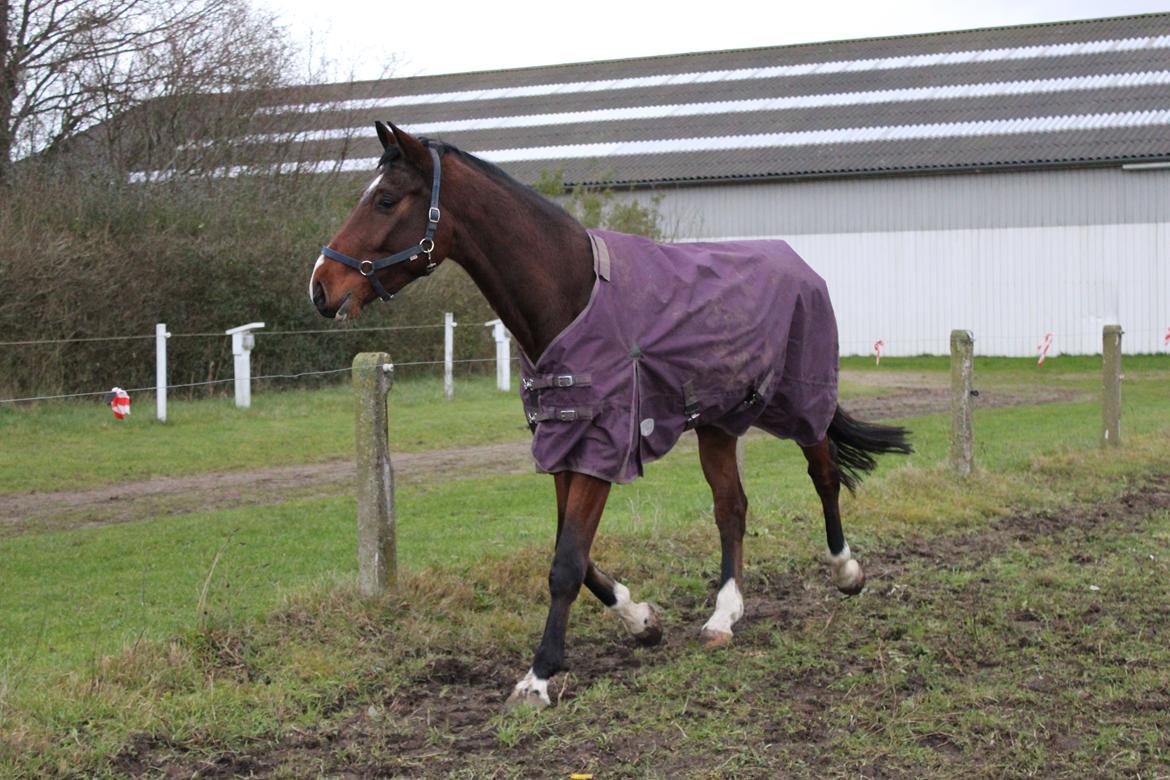 Dansk Varmblod Lillestaruphøjs cocaine billede 29