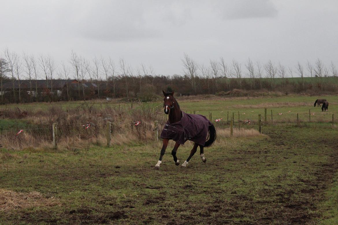 Dansk Varmblod Lillestaruphøjs cocaine billede 31