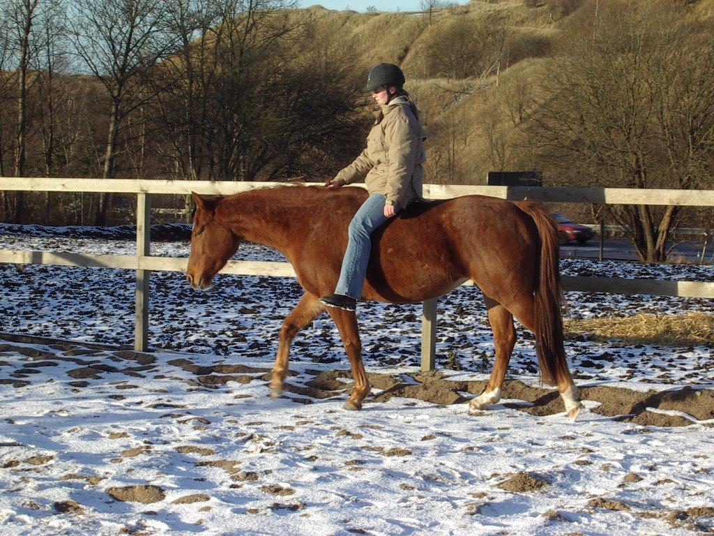 Anden særlig race Purples Red April billede 13