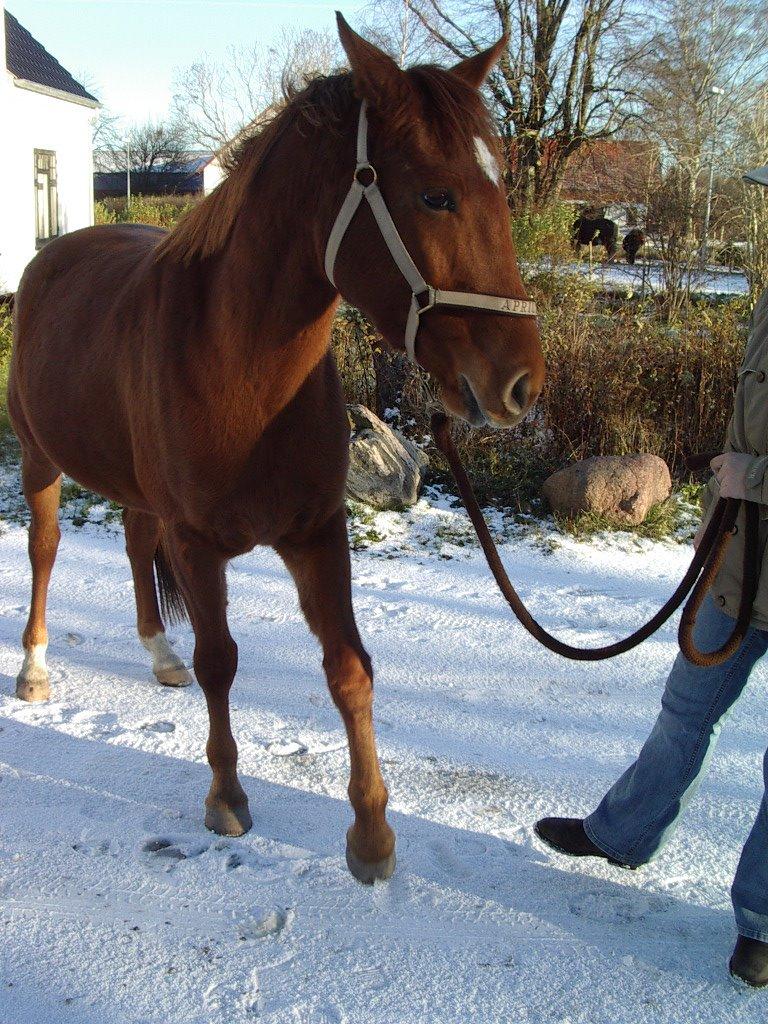 Anden særlig race Purples Red April billede 14