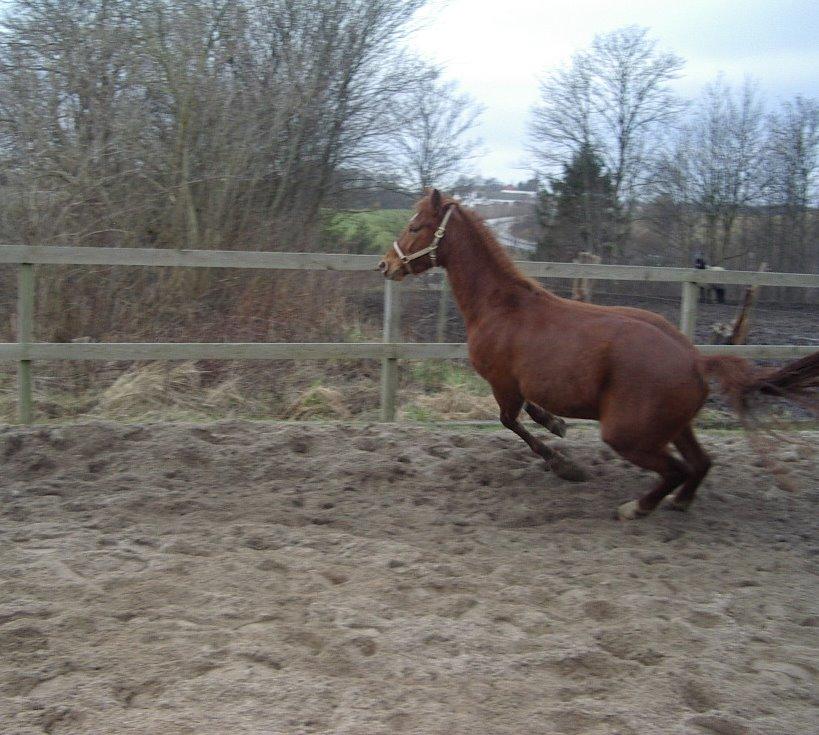 Anden særlig race Purples Red April billede 35