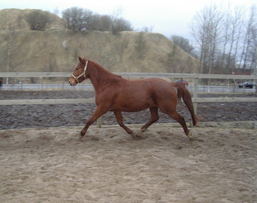 Anden særlig race Purples Red April billede 33