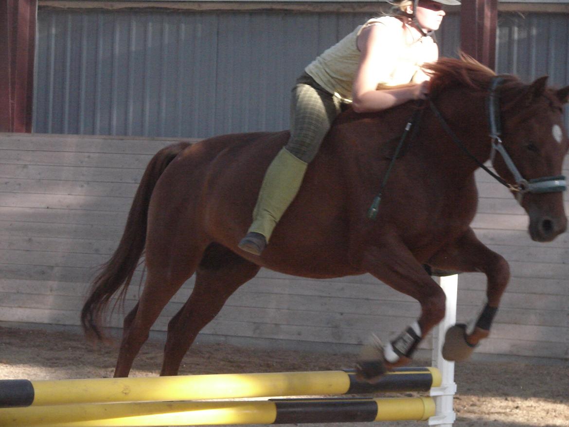 Anden særlig race Purples Red April billede 41