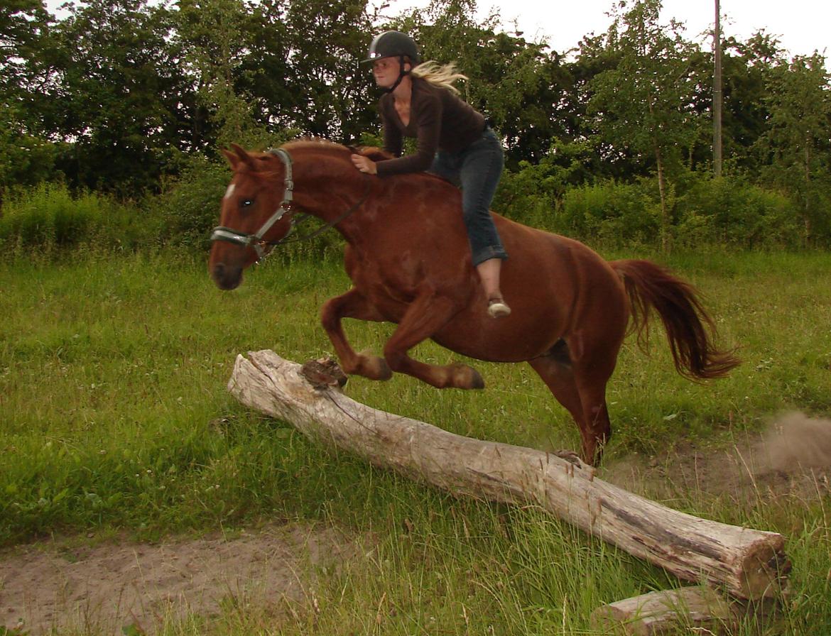 Anden særlig race Purples Red April billede 43